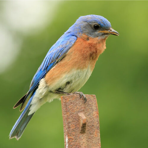 Save Plumbing, Feed Birds